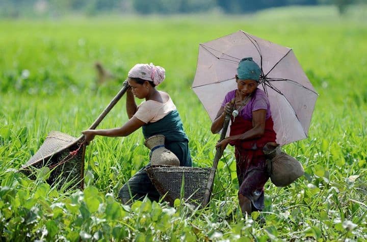 Angami-style paddy-field fishing in Jakhama