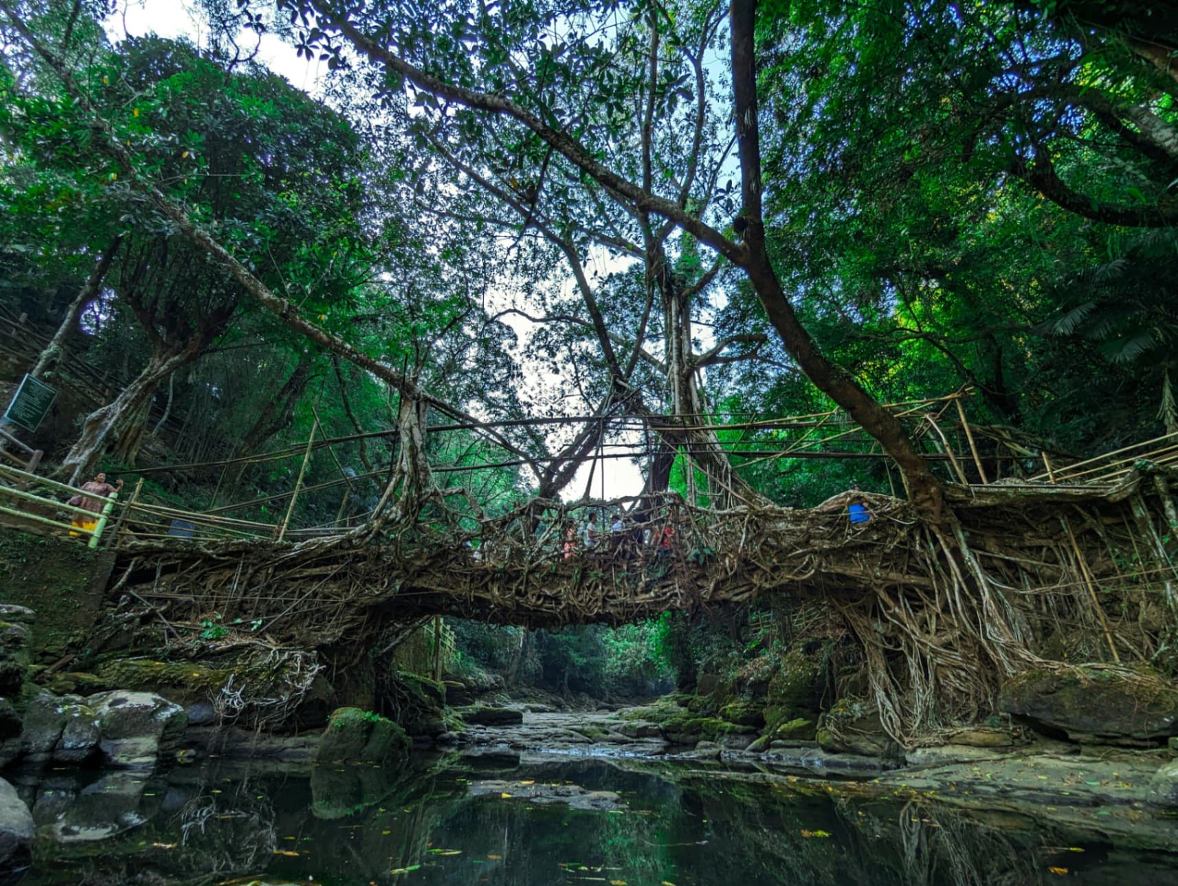 Where the Trees Build Bridges
