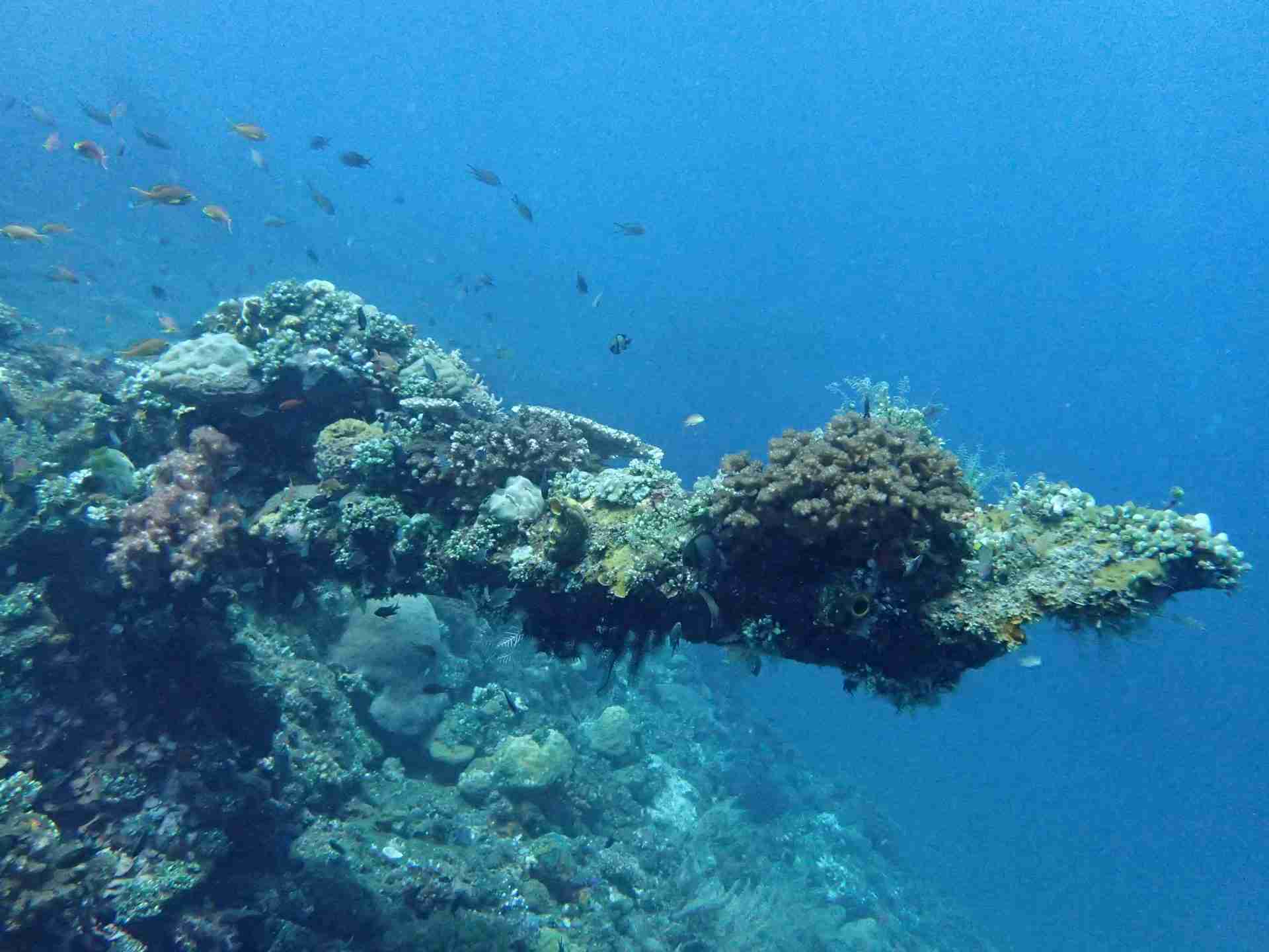 Your first open-water dive at Jemeluk Bay