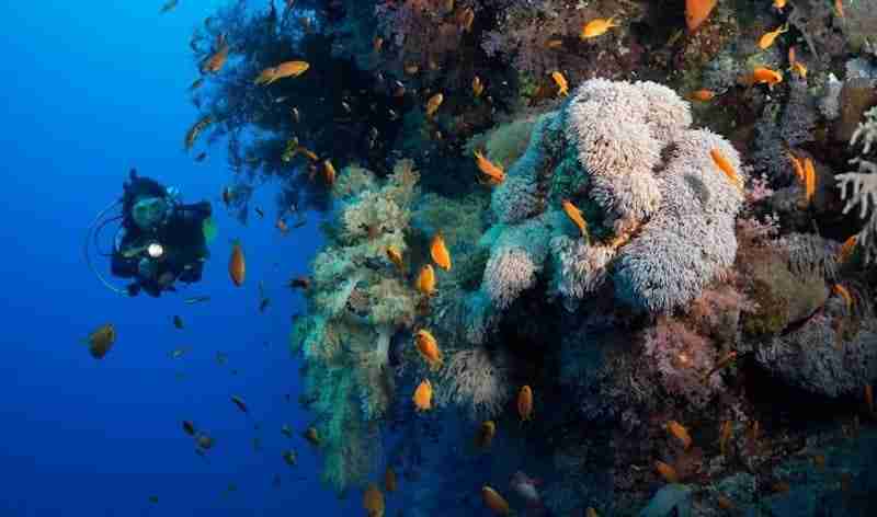 Certification day, you leave Amed a diver
