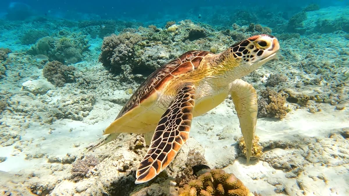 Turtles and reef on the Gili graduation day