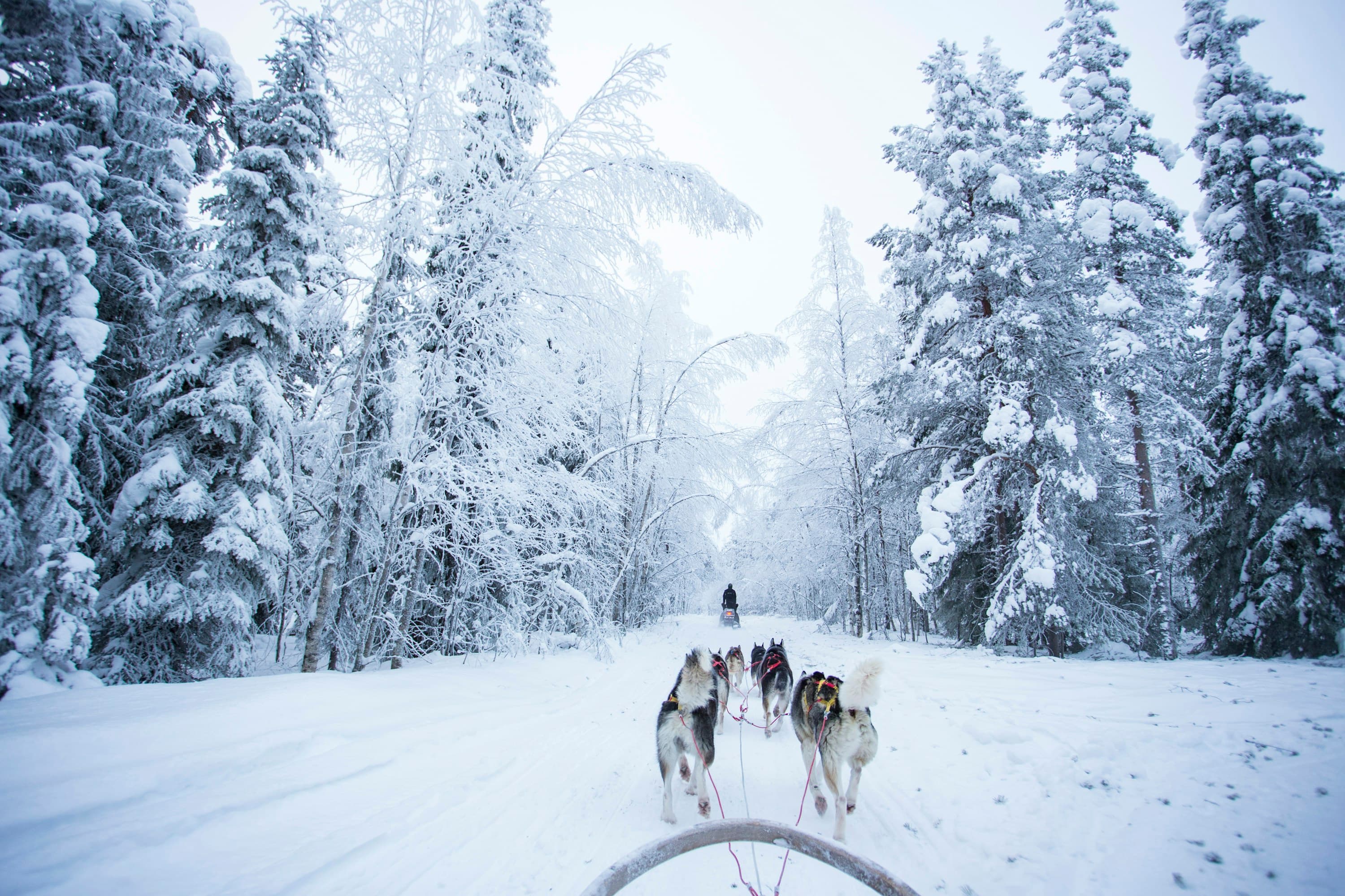 Santa Claus Village and Huskies